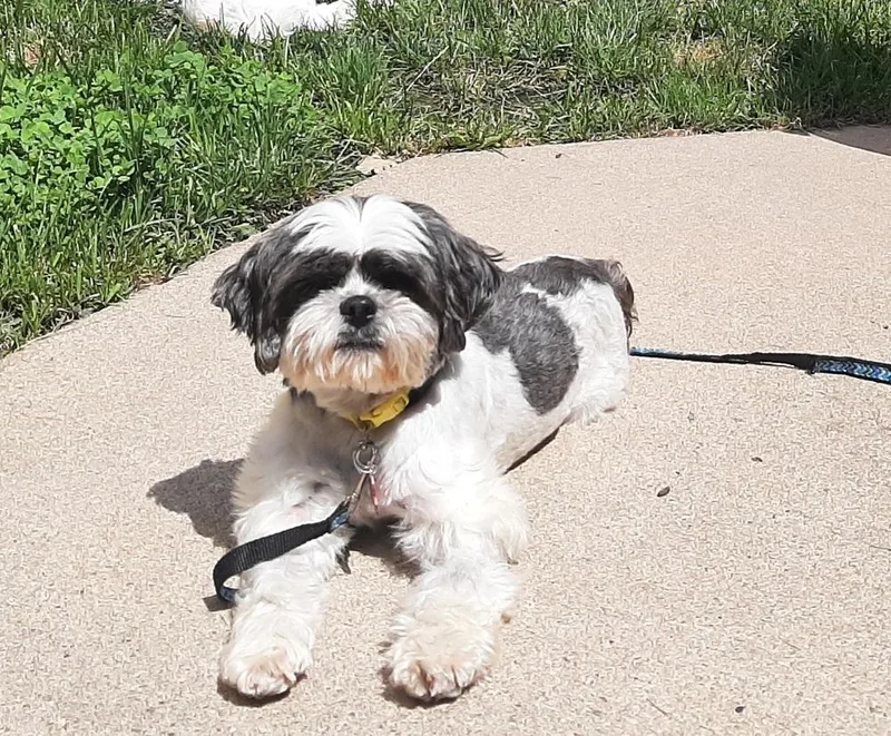 Shih Tzu  Olivia thumbnail 2