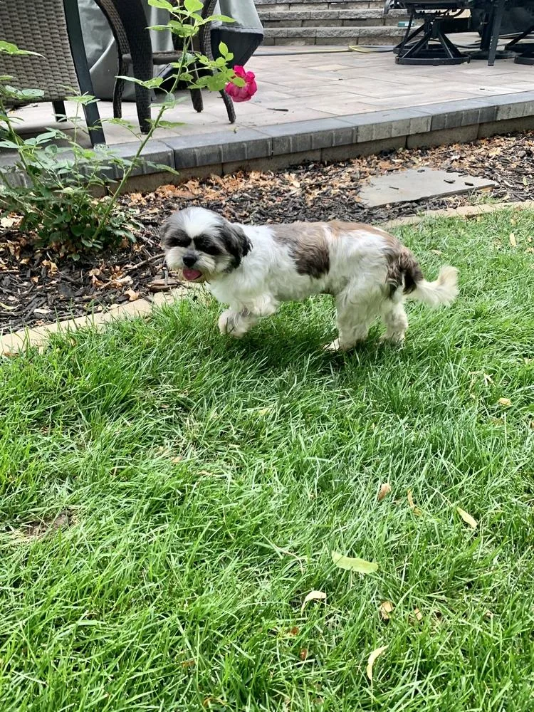 Shih Tzu  Olivia thumbnail 3