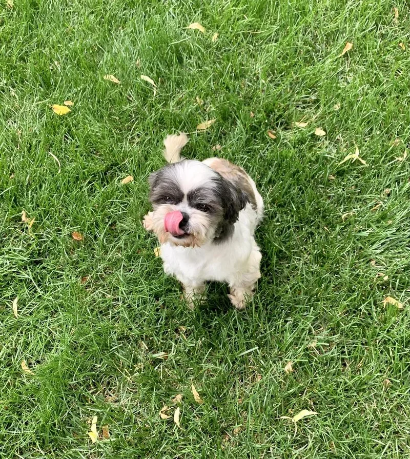 Shih Tzu  Olivia thumbnail 4