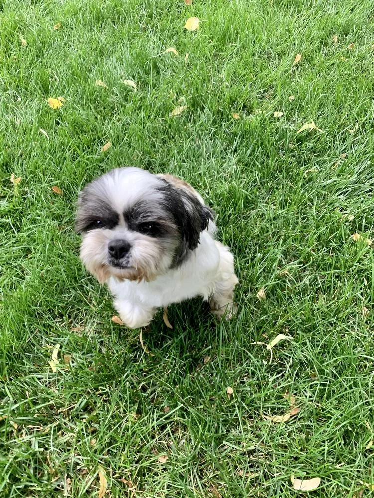 Shih Tzu  Olivia thumbnail 5