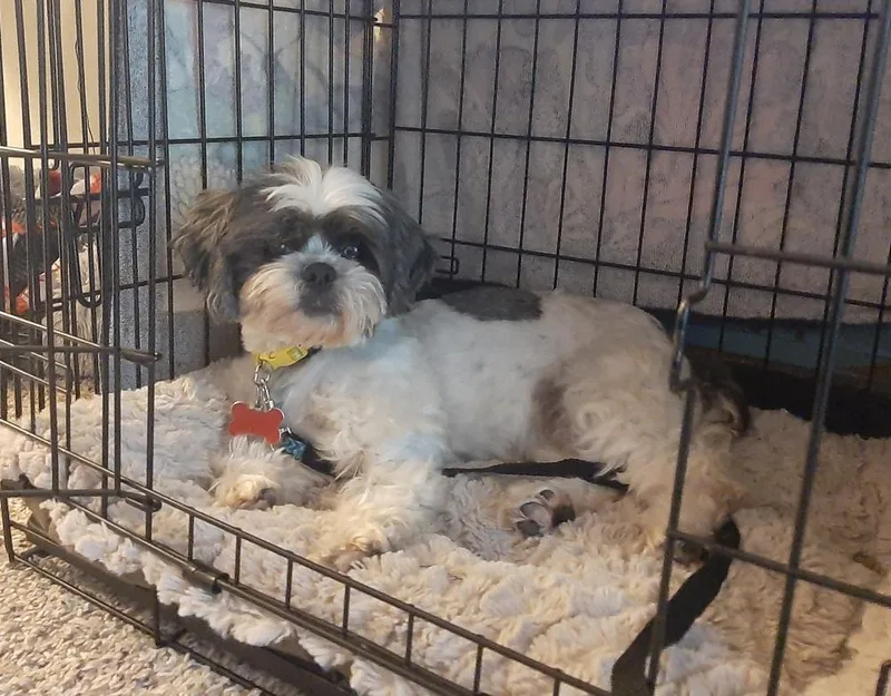 Shih Tzu  Olivia thumbnail 6