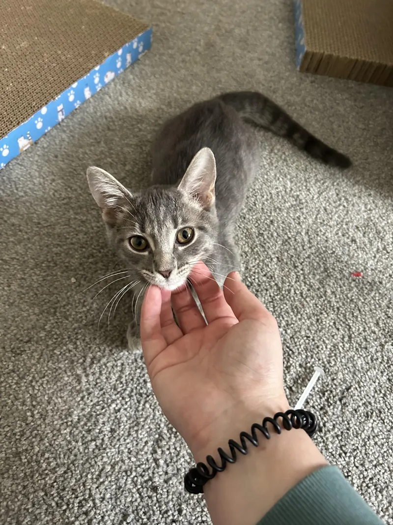 A baby medium-sized female Tabby (Gray / Blue / Silver) Domestic Short Hair cat named Strawberry for adoption in Columbus, OH