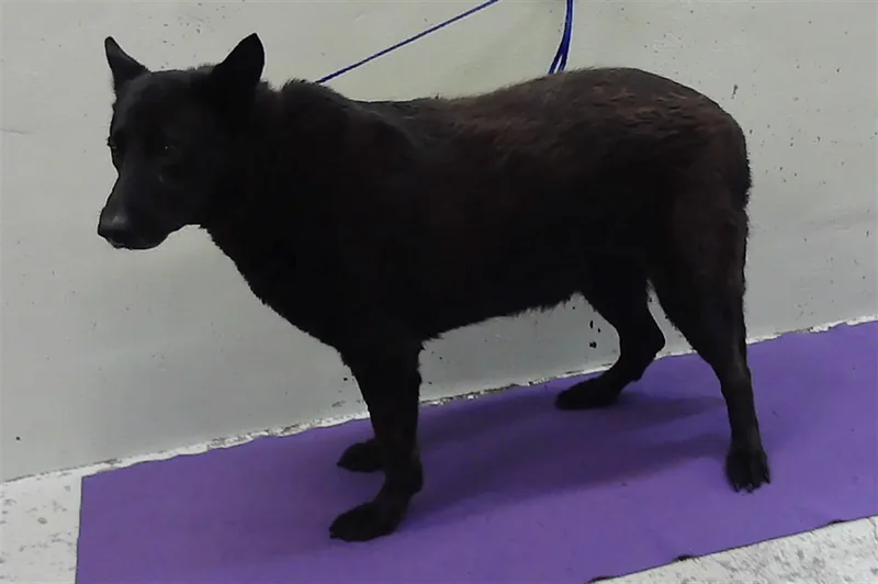 An adult large-sized female German Shepherd Dog dog named Blackie for adoption in Houston, TX