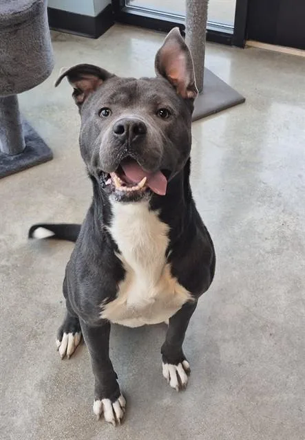 A young medium-sized male Pit Bull Terrier dog named Dos for adoption in Decatur, IL