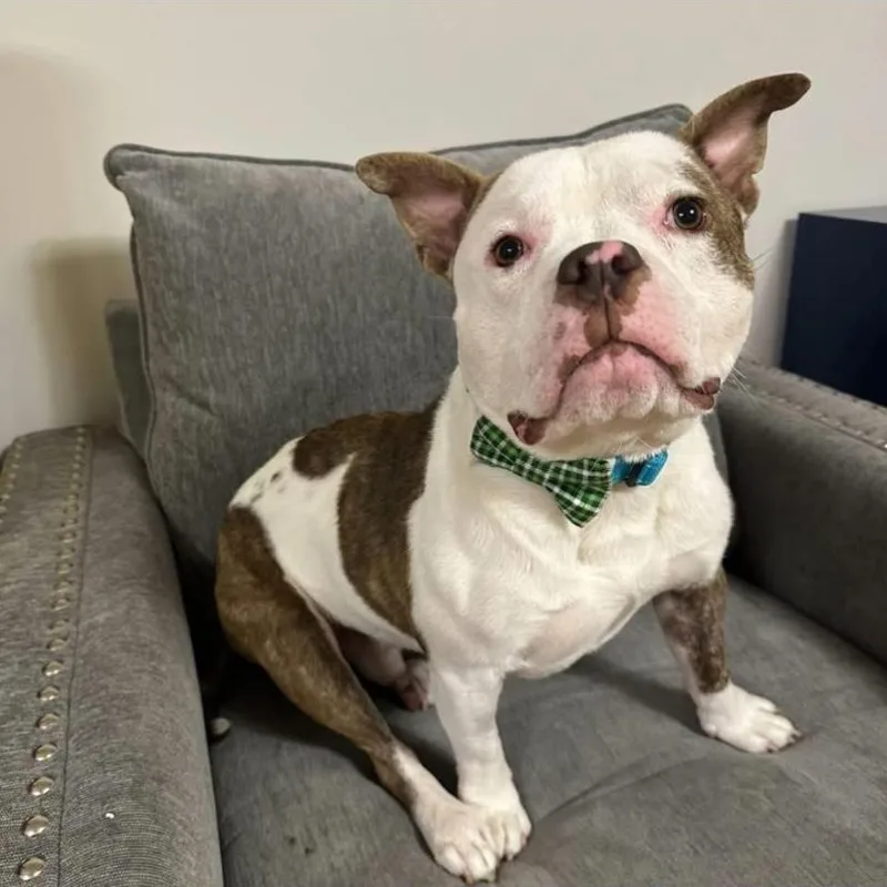 A young medium-sized male American Bully dog named Drama for adoption in Philadelphia, PA