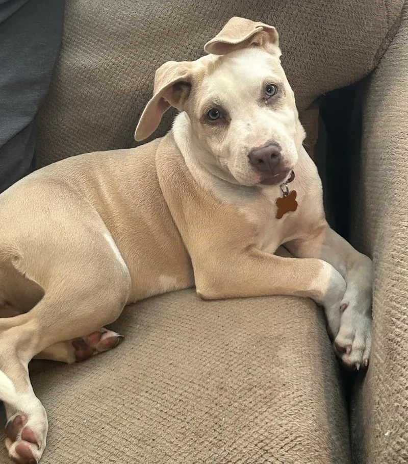 A baby medium-sized female Pit Bull Terrier dog named Rebel for adoption in Minneapolis, MN
