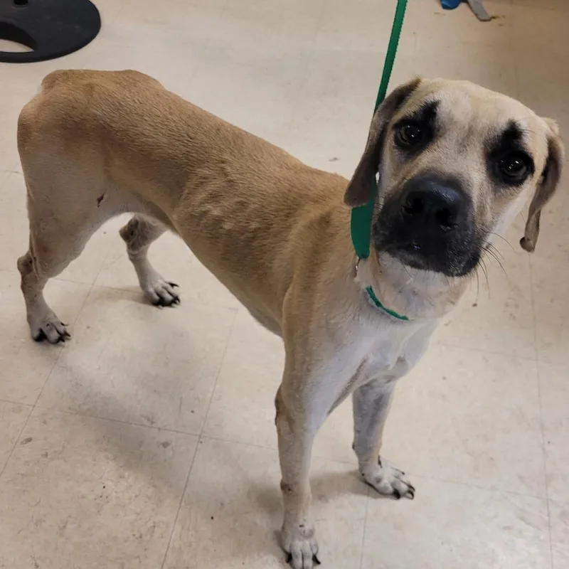An adult medium-sized male Yellow / Tan / Blond / Fawn Mixed Breed dog named Jeff for adoption in Lake Panasoffkee, FL