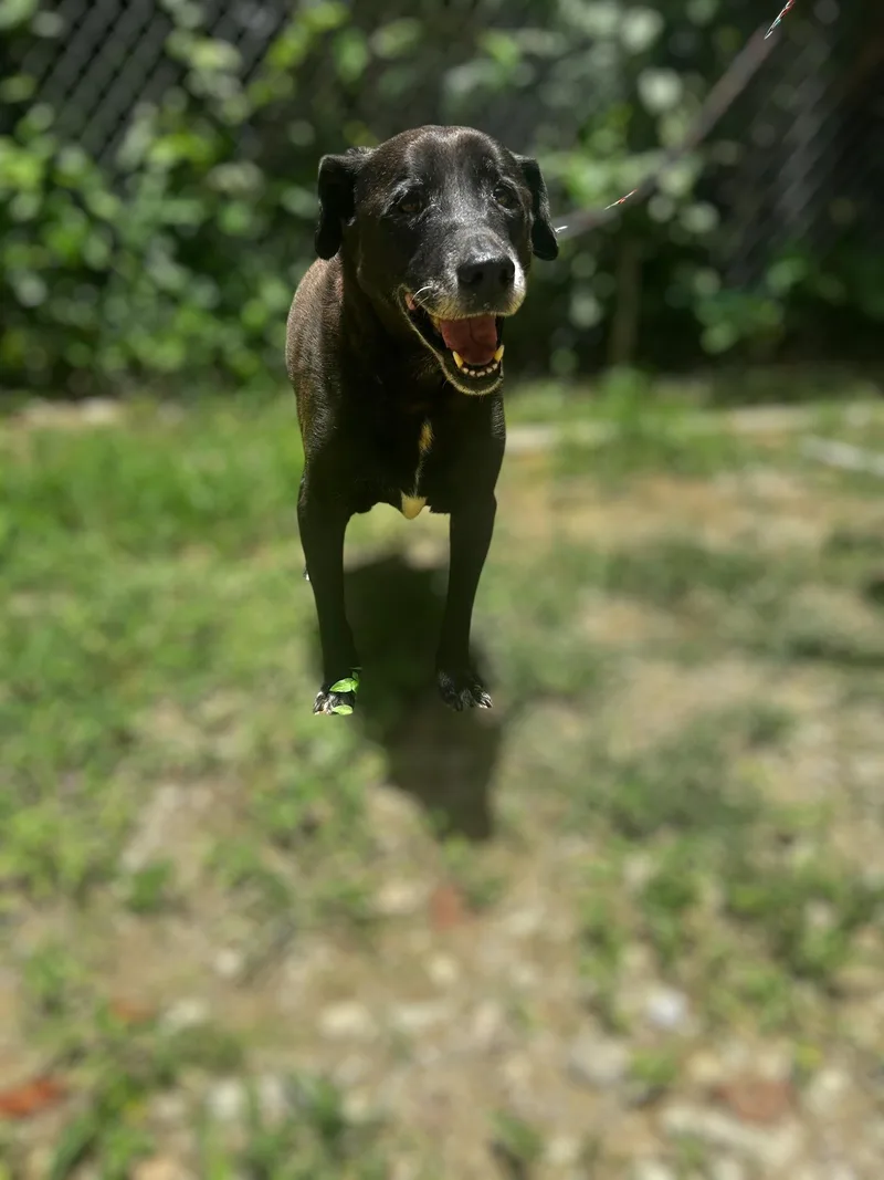 Polite Picasso thumbnail 2