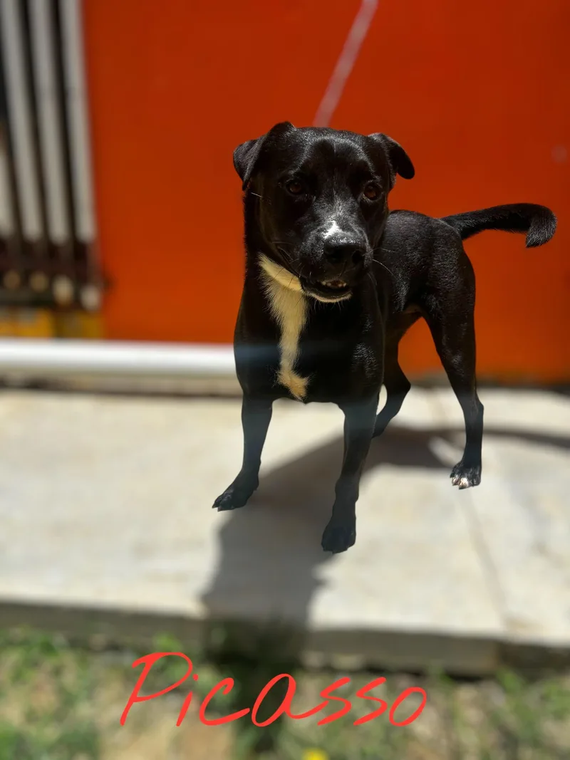 Polite Picasso thumbnail 3