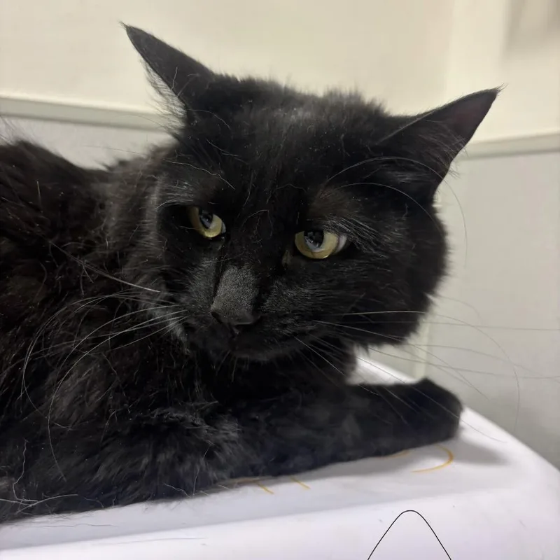 An adult large-sized female Domestic Long Hair cat named Lynx for adoption in Tampa, FL