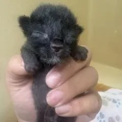 A baby medium-sized female Black Domestic Short Hair cat named Peach for adoption in Converse, TX