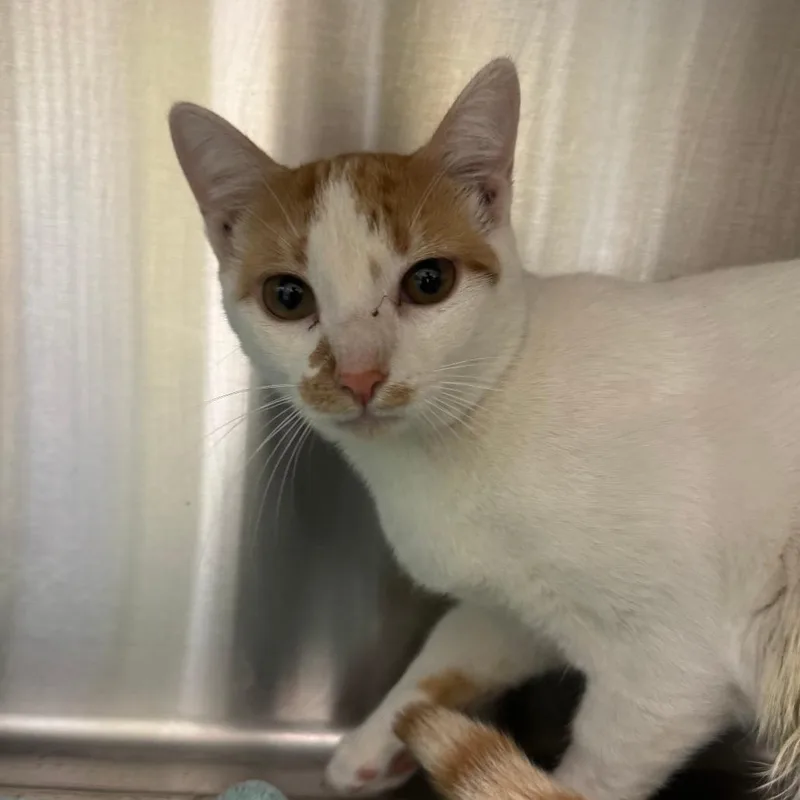 A young medium-sized male Domestic Short Hair cat named Prince for adoption in Kyle, TX