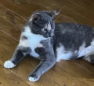 A young small-sized female Dilute Calico cat named PenelopeKDC for adoption in Greenville, DE