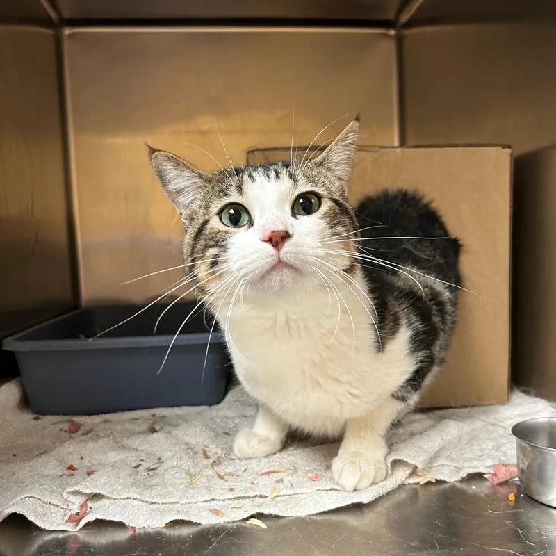 An adult medium-sized male Tabby (Brown / Chocolate) Domestic Short Hair cat named Mort for adoption in Lindon, UT
