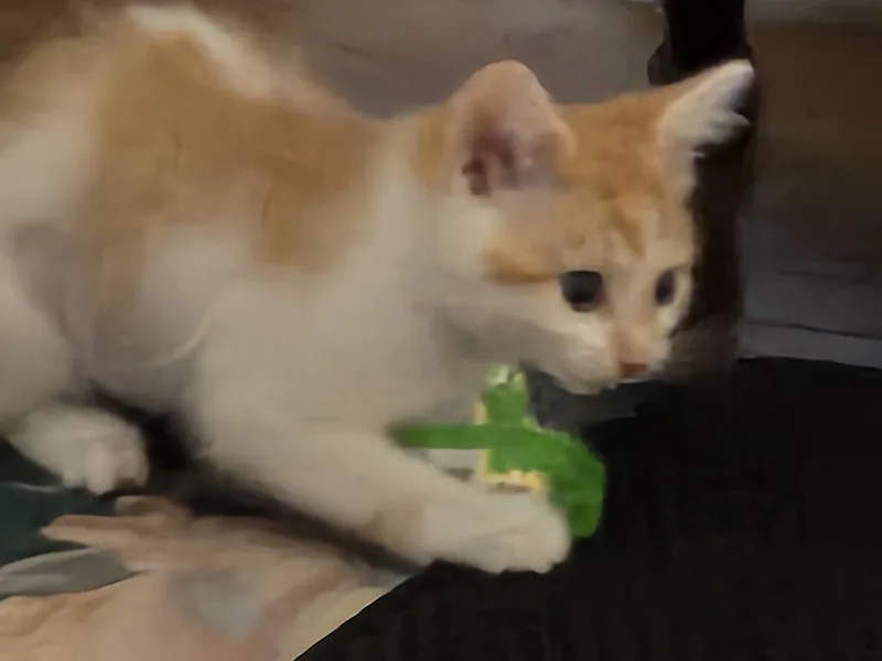 A baby medium-sized female Orange & White Domestic Short Hair cat named Sunburn for adoption in Wheaton, IL