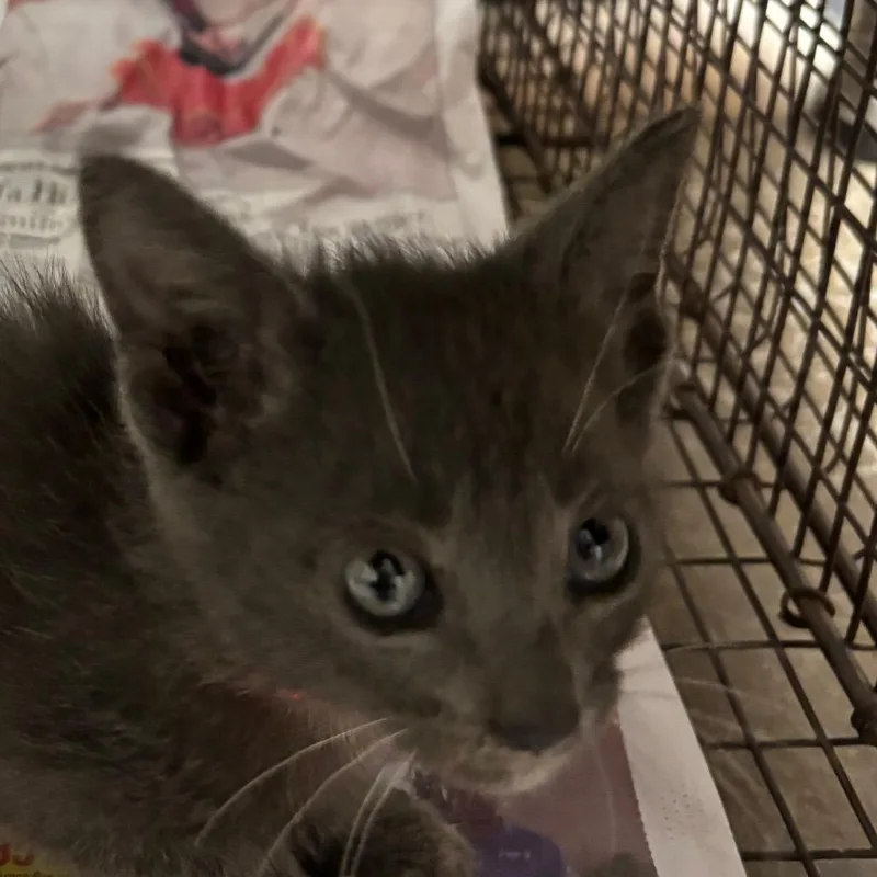 A baby small-sized female Gray / Blue / Silver Domestic Short Hair cat named Pickle for adoption in Yuma, AZ