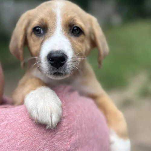 A baby small-sized female Australian Shepherd dog named Penny for adoption in Edmond, OK