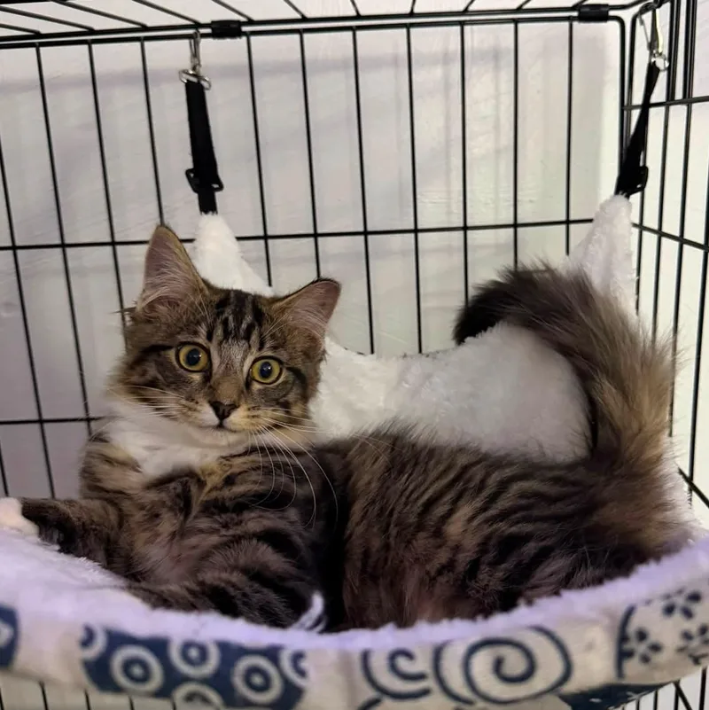 Nova