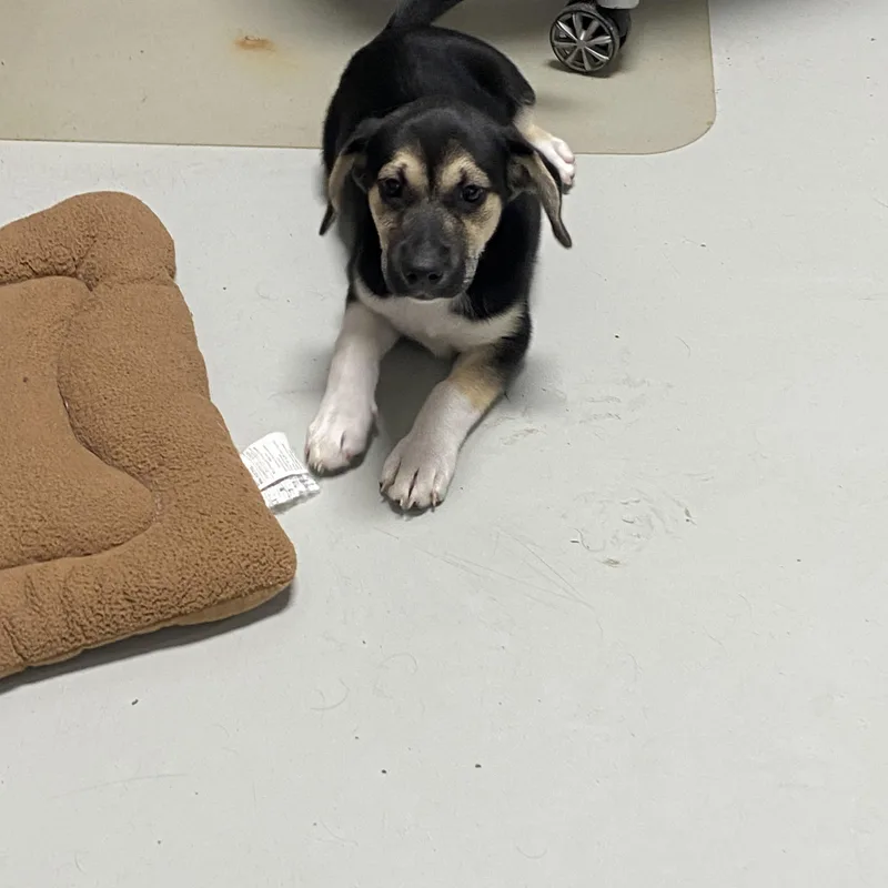 A baby medium-sized female Tricolor (Brown, Black, & White) German Shepherd Dog dog named Pepper for adoption in Hartford, KY