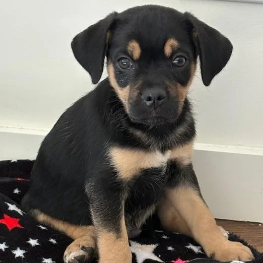 A baby small-sized male Black Mixed Breed dog named Sunny for adoption in Staten Island, NY