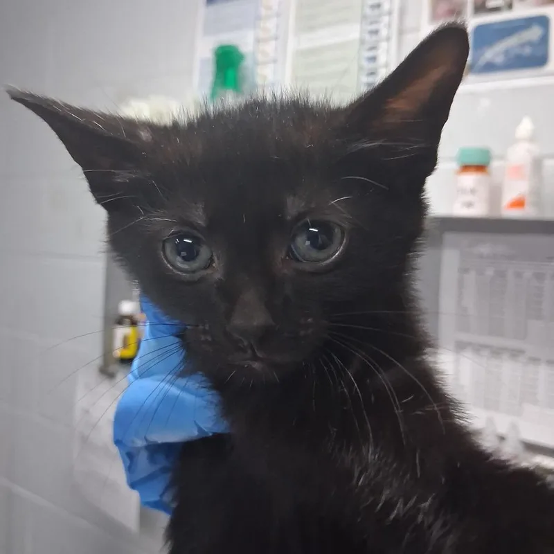 A baby small-sized male Black Domestic Short Hair cat named Vinegar for adoption in Summerville, SC