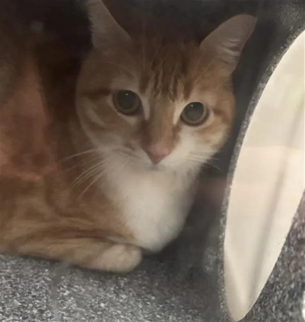 An adult medium-sized female Domestic Short Hair cat named Gota for adoption in Dallas, TX