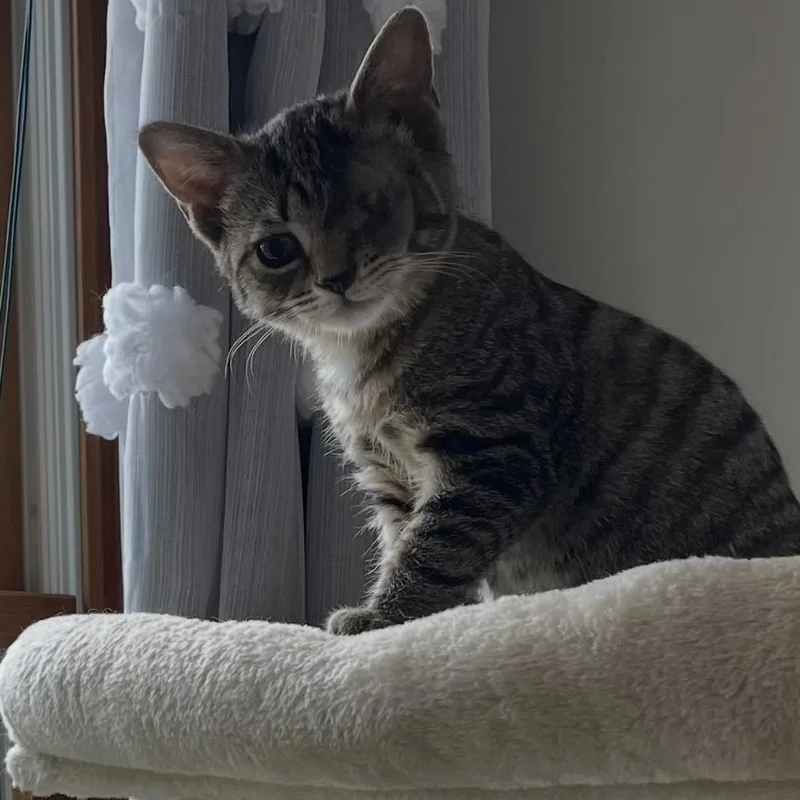 A baby small-sized female Domestic Short Hair cat named Darling Dashwood for adoption in York, PA