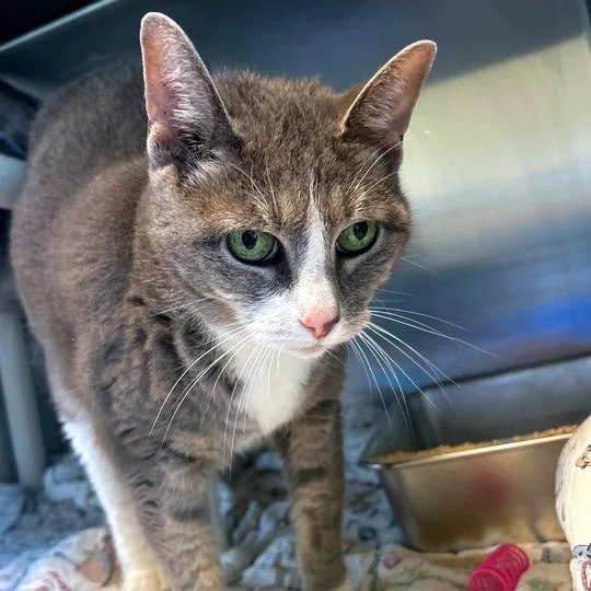 A senior medium-sized female Gray / Blue / Silver Domestic Short Hair cat named Sofie for adoption in Newark, DE