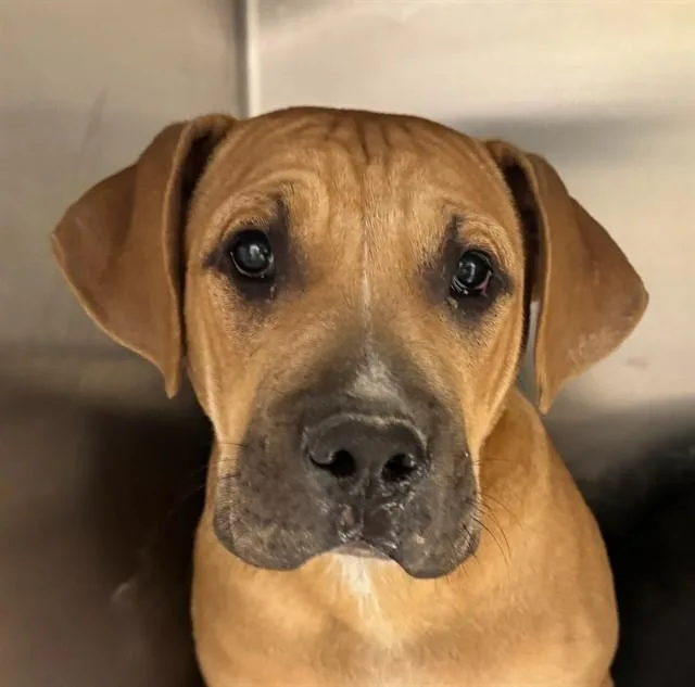 A young large-sized male Cane Corso dog named Mocha for adoption in Tucson, AZ