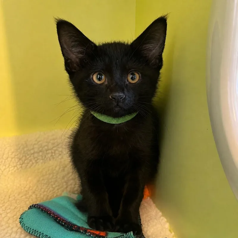 A young medium-sized male Black Domestic Short Hair cat named Meyer for adoption in Pontiac, MI