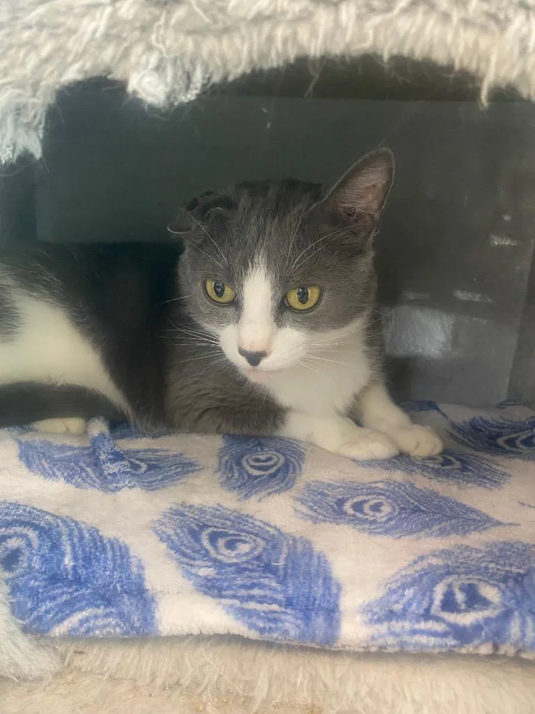 An adult medium-sized female Domestic Short Hair cat named Taquito for adoption in Athens, TN