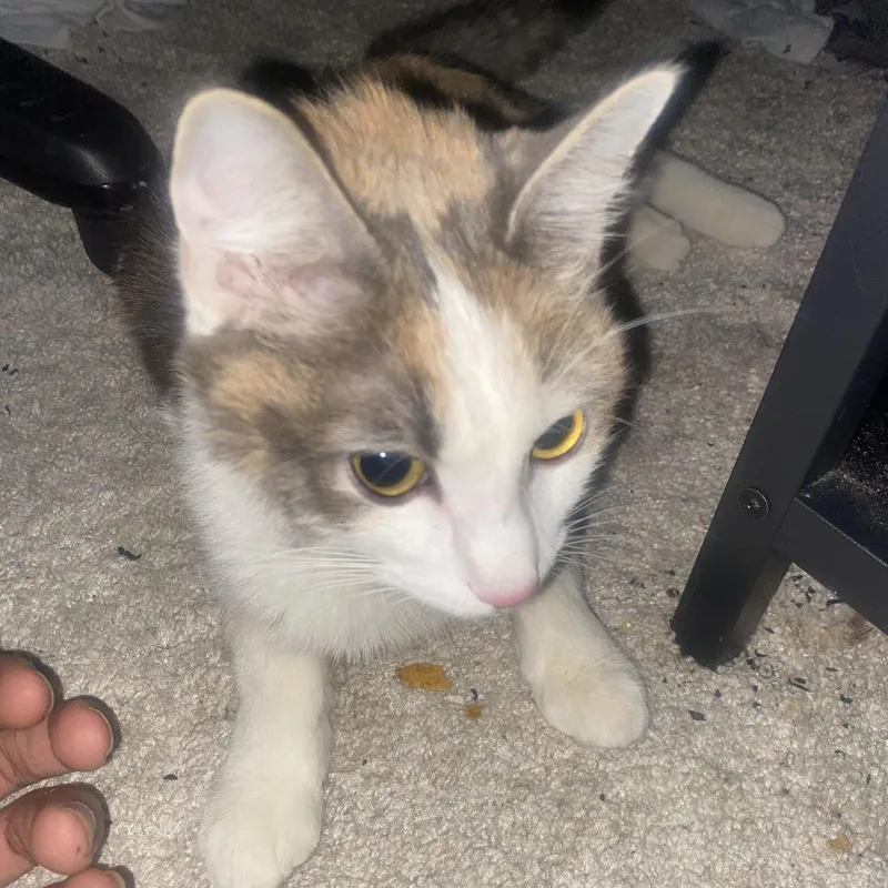 A young medium-sized female White Domestic Short Hair cat named Panda for adoption in Greensboro, NC