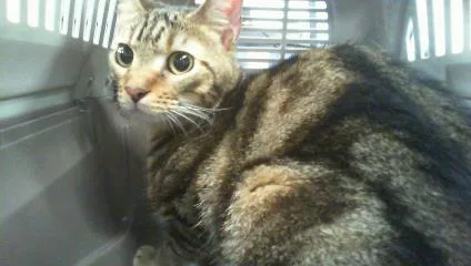 An adult medium-sized male Domestic Short Hair cat named A for adoption in Charlotte, NC