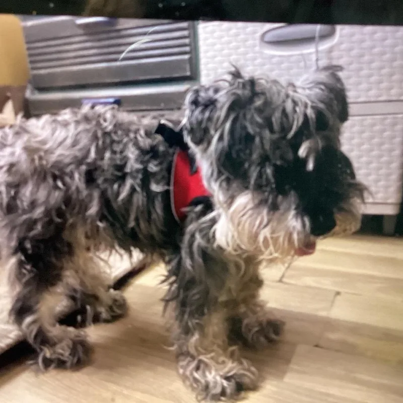 A senior small-sized male Gray / Blue / Silver Miniature Schnauzer dog named Oscar for adoption in New Orleans, LA