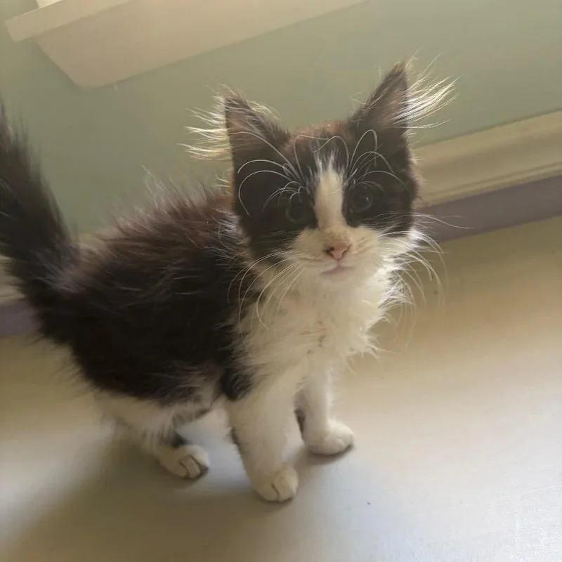 A baby small-sized female Black Domestic Medium Hair cat named Cruella for adoption in Sequatchie, TN
