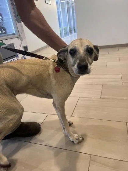 An adult large-sized female Black Mouth Cur dog named Roxie for adoption in Daytona Beach, FL
