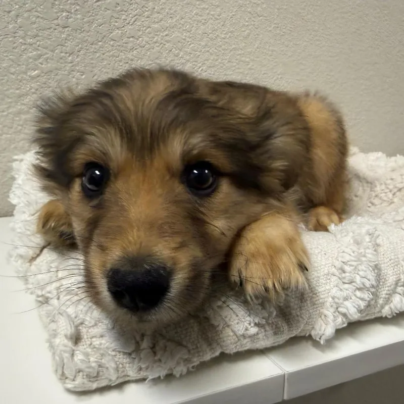 A baby medium-sized female Brown / Chocolate Mixed Breed dog named Charlotte for adoption in Parker, CO