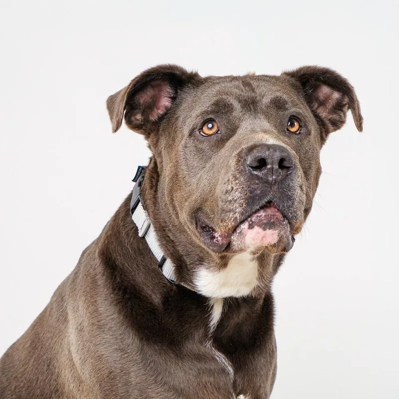 An adult large-sized male Gray / Blue / Silver Pit Bull Terrier dog named Blue Shadow for adoption in Palm Springs, CA
