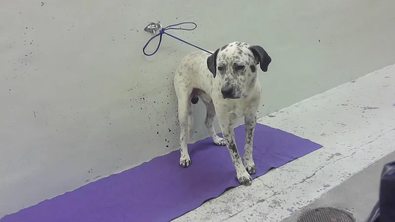 An adult large-sized male Dalmatian dog named Riley for adoption in Houston, TX
