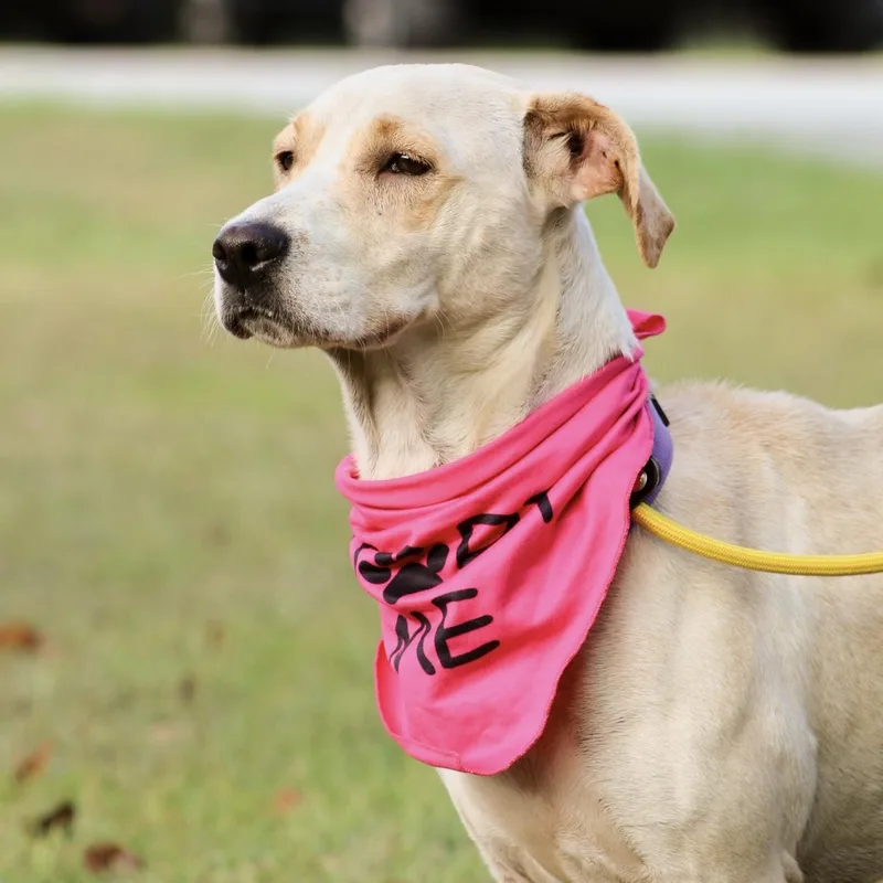 An adult medium-sized female Labrador Retriever dog named Prada for adoption in Columbia, SC