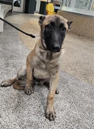 An adult medium-sized female Mixed Breed dog named Leticia for adoption in Los Angeles, CA