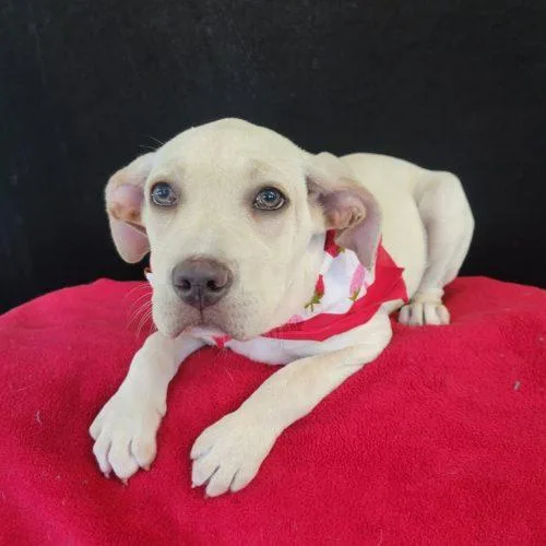 A young medium-sized female Apricot / Beige Labrador Retriever dog named Wendy for adoption in Leesburg, AL