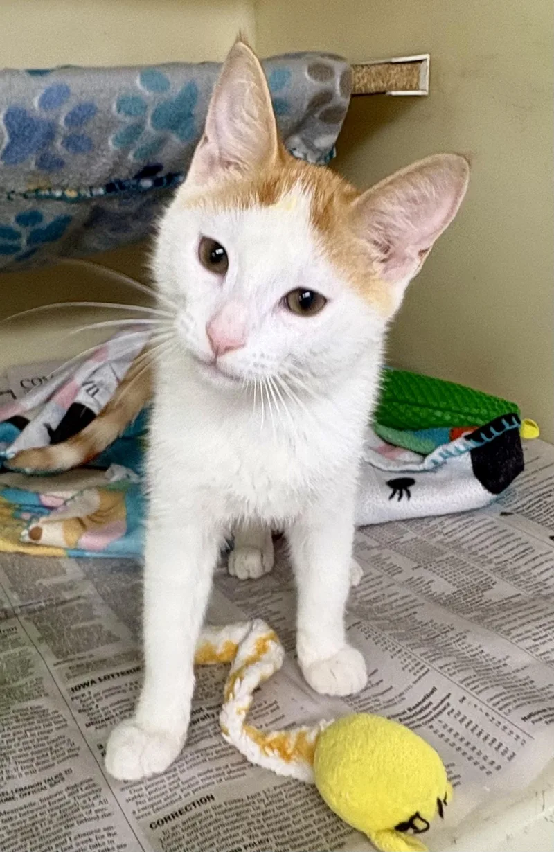 A young medium-sized male Orange & White Domestic Short Hair cat named Caboose for adoption in Charles City, IA