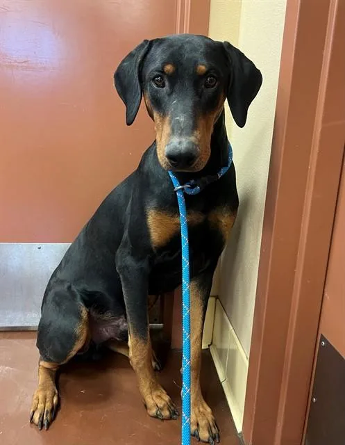 An adult large-sized male Doberman Pinscher dog named Chase for adoption in Riverside, CA