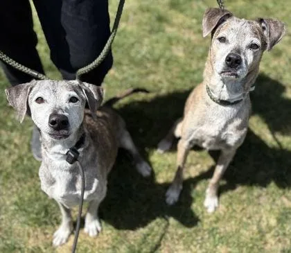An adult medium-sized female Mixed Breed dog named Maddi for adoption in Phoenix, AZ