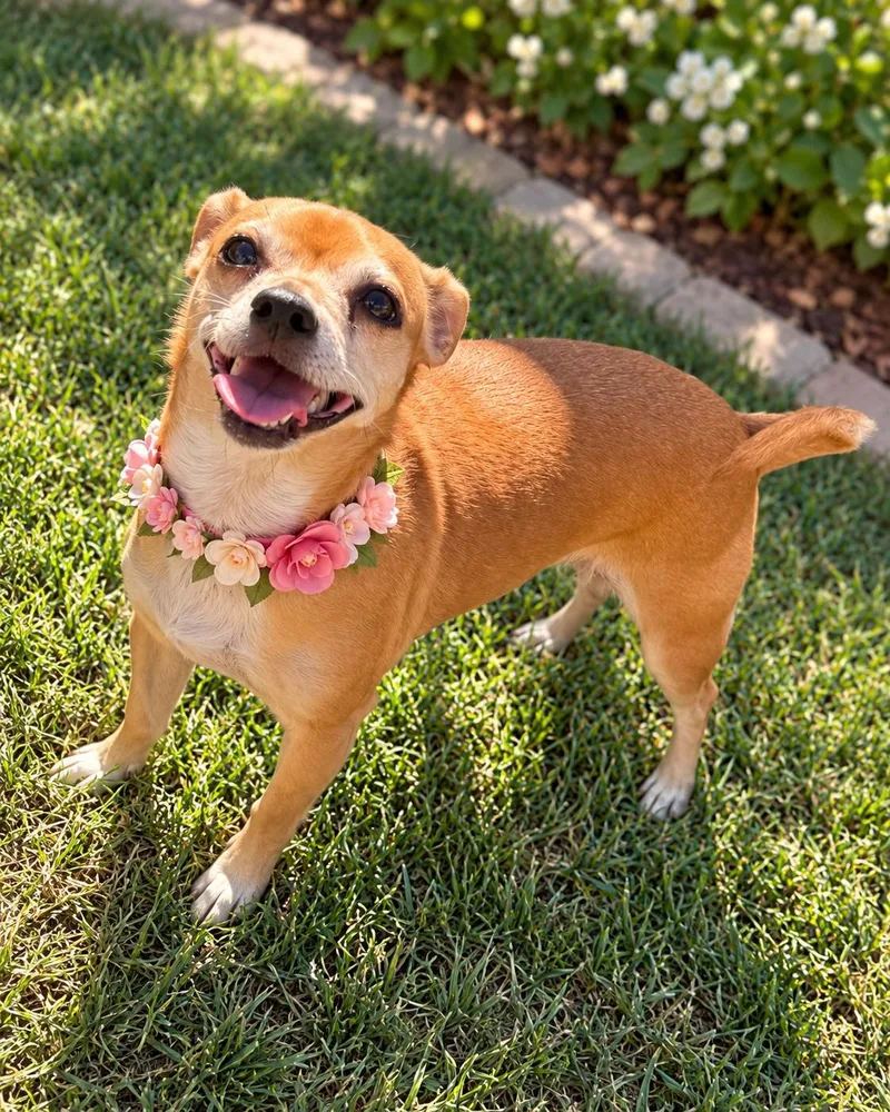 An adult small-sized female Apricot / Beige Chihuahua dog named Chloe for adoption in Phoenix, AZ