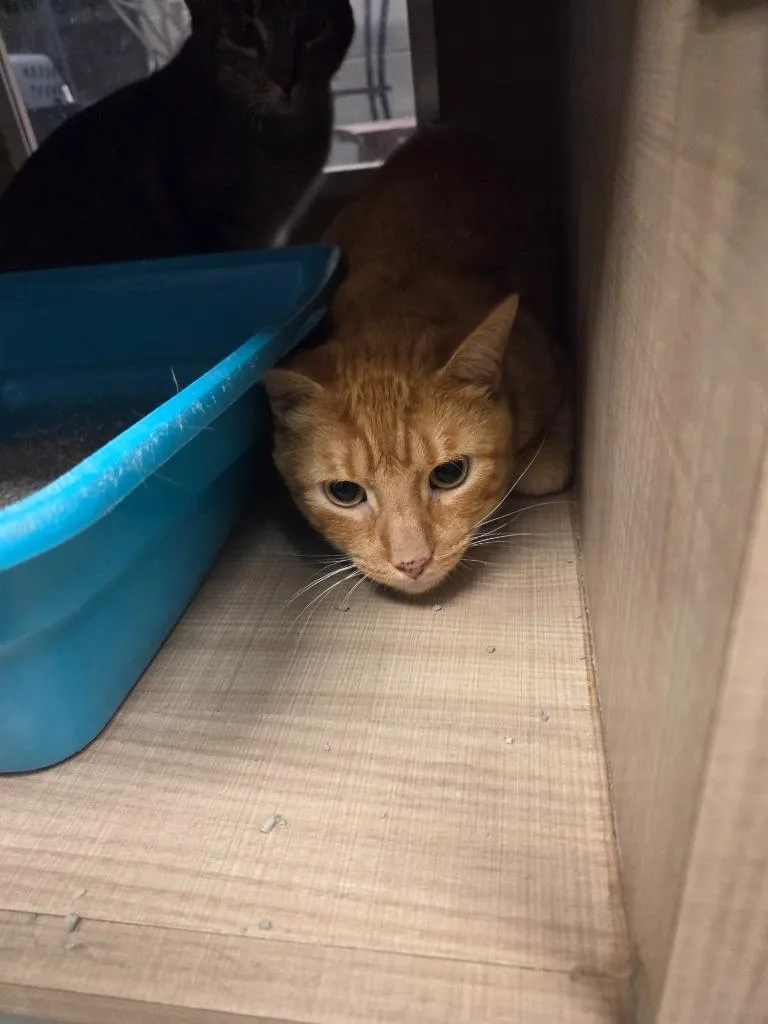 An adult large-sized male Domestic Short Hair cat named Honey for adoption in Bossier City, LA