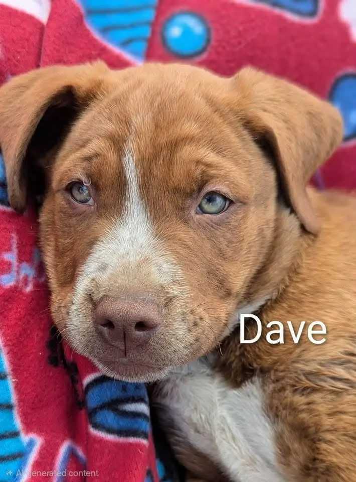 A baby medium-sized male Mixed Breed dog named Dave for adoption in Arlee, MT