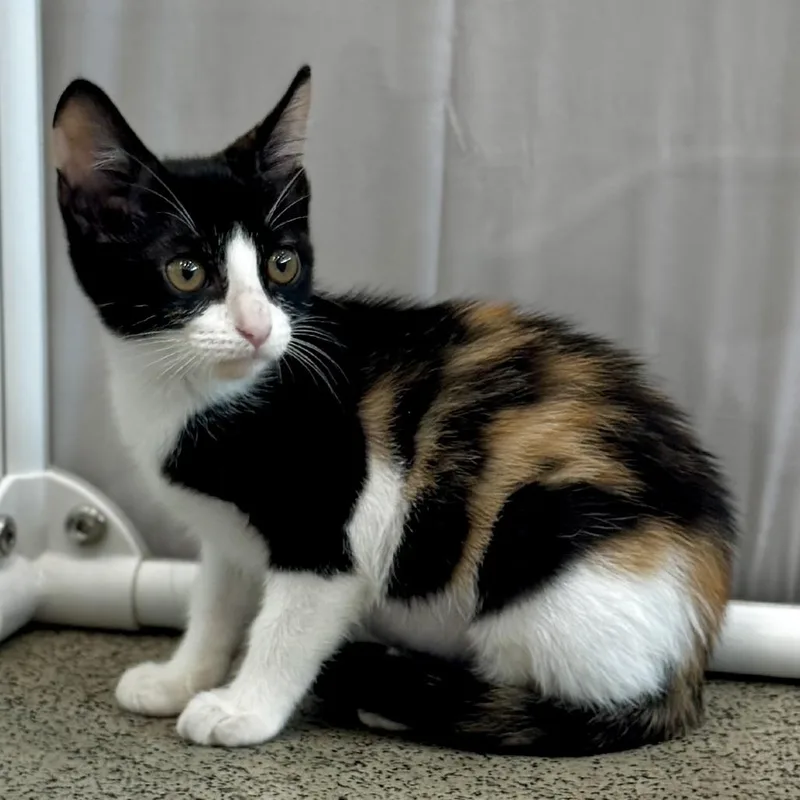 A baby small-sized male Calico Domestic Short Hair cat named Jamboree for adoption in Bradenton, FL