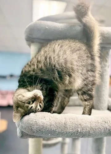 A baby medium-sized female Tabby (Buff / Tan / Fawn) Domestic Long Hair cat named Portobello aka Little Ear for adoption in Covington, LA